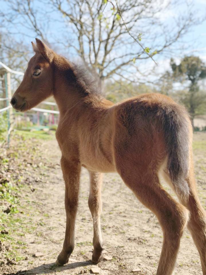 Pouliche Welsh part bred 
