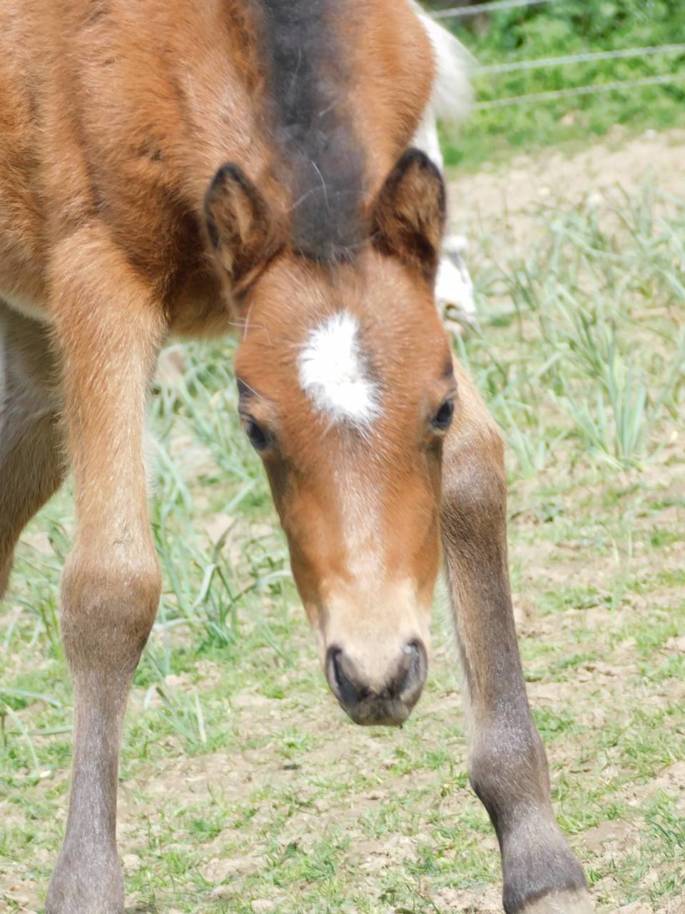 Pouliche Welsh part bred 