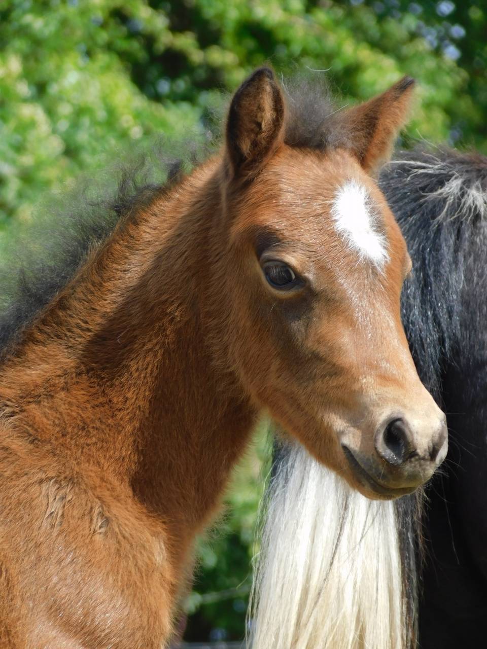 Pouliche Welsh part bred 