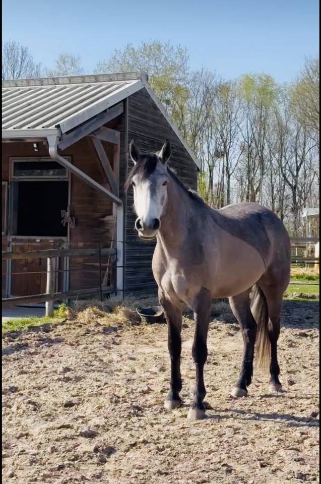 Connemara 156 cm 6 ans