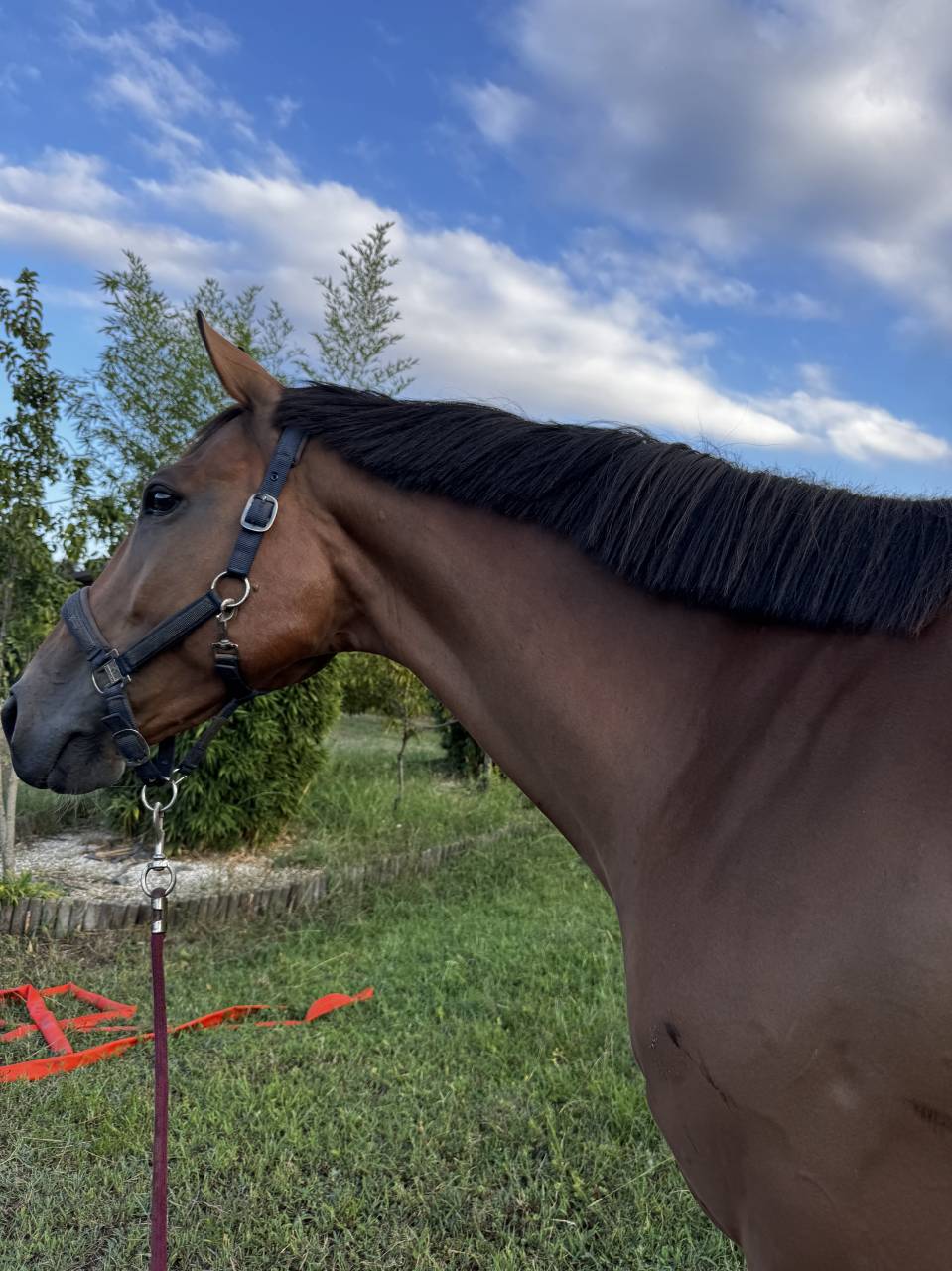 &Agrave; vendre, cheval de sport