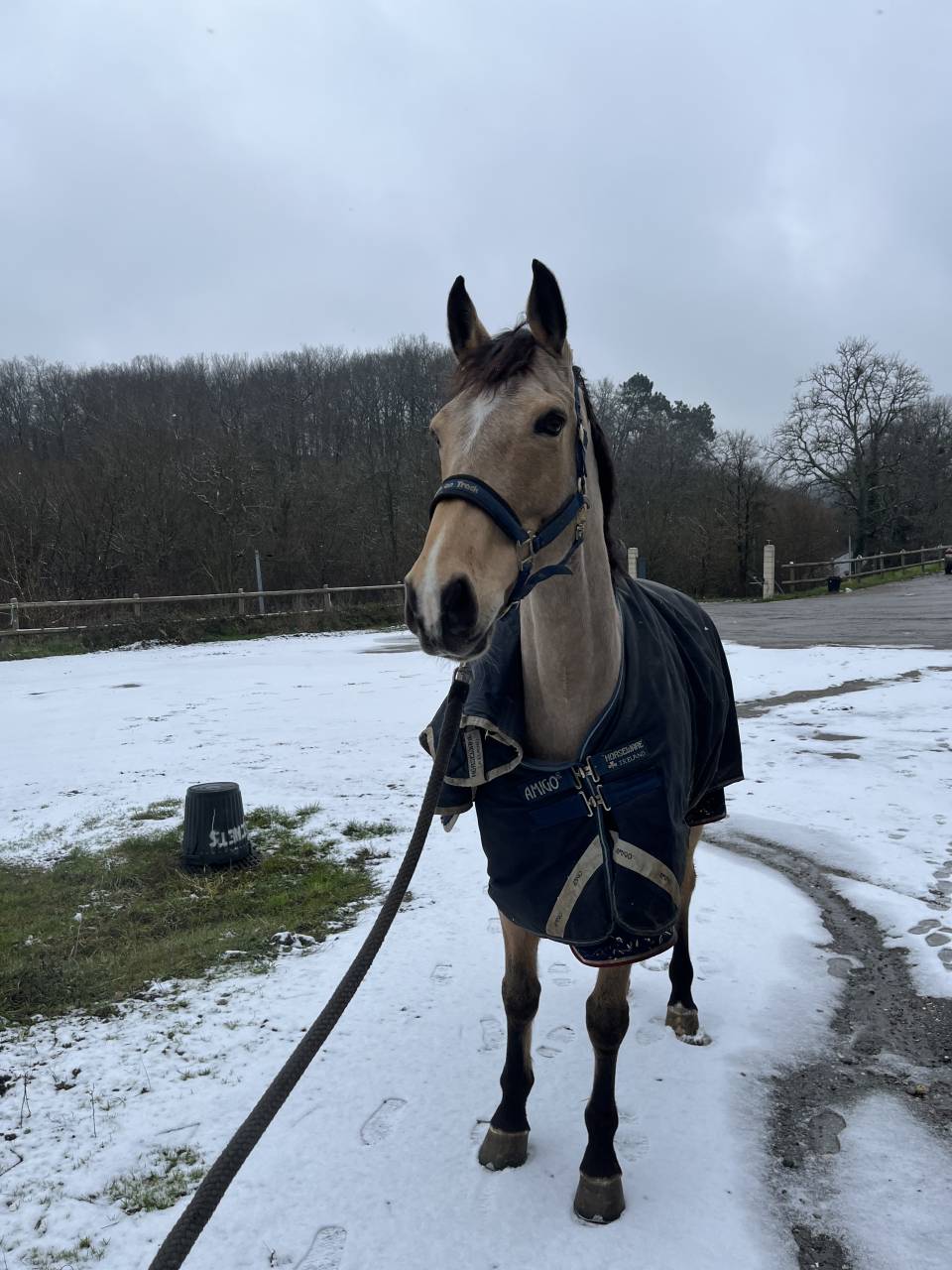 Hongre Selle Fran&ccedil;ais de 10 ans 