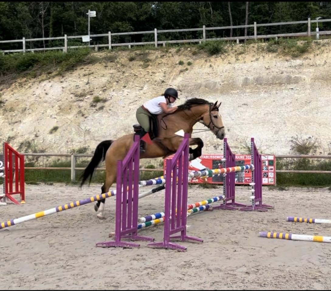 Hongre Selle Fran&ccedil;ais de 10 ans 