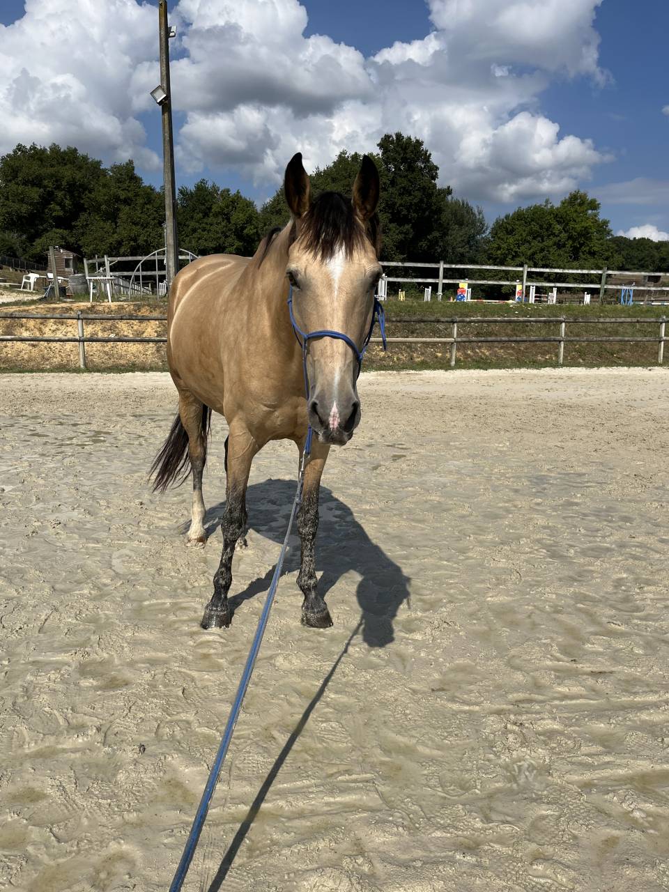 Hongre Selle Fran&ccedil;ais de 10 ans 