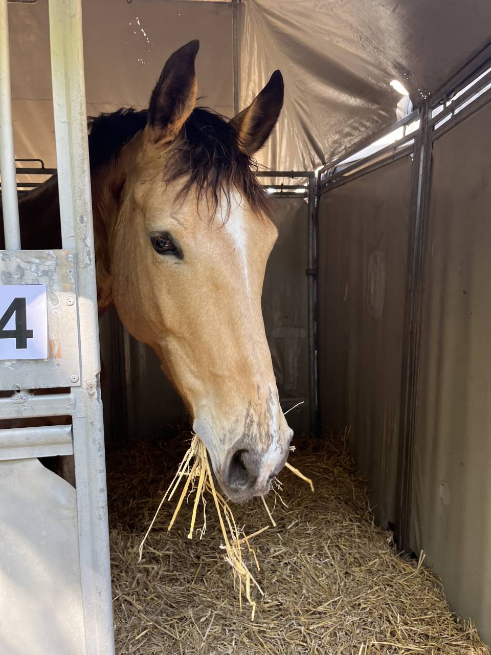 Hongre Selle Fran&ccedil;ais de 10 ans 
