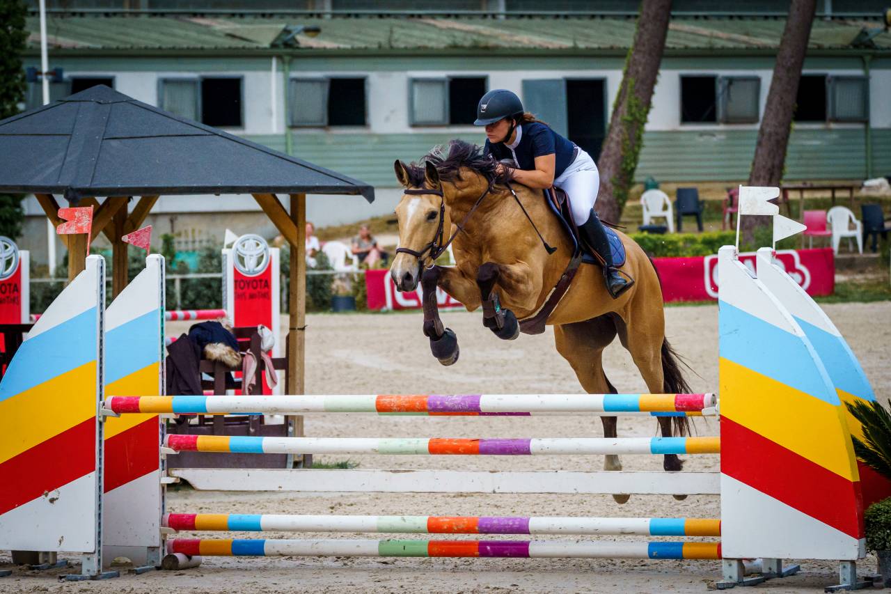 Hongre Selle Fran&ccedil;ais de 10 ans 