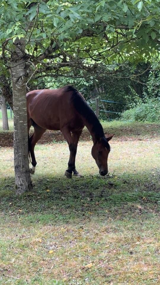 Recherche Demi-Pension &ndash; Jument  5 ans