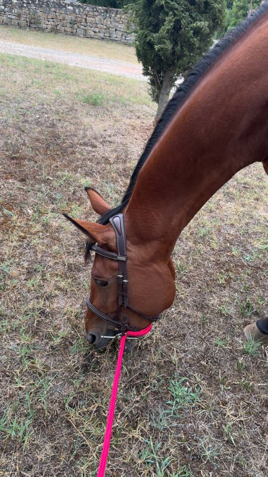 Recherche Demi-Pension &ndash; Jument  5 ans