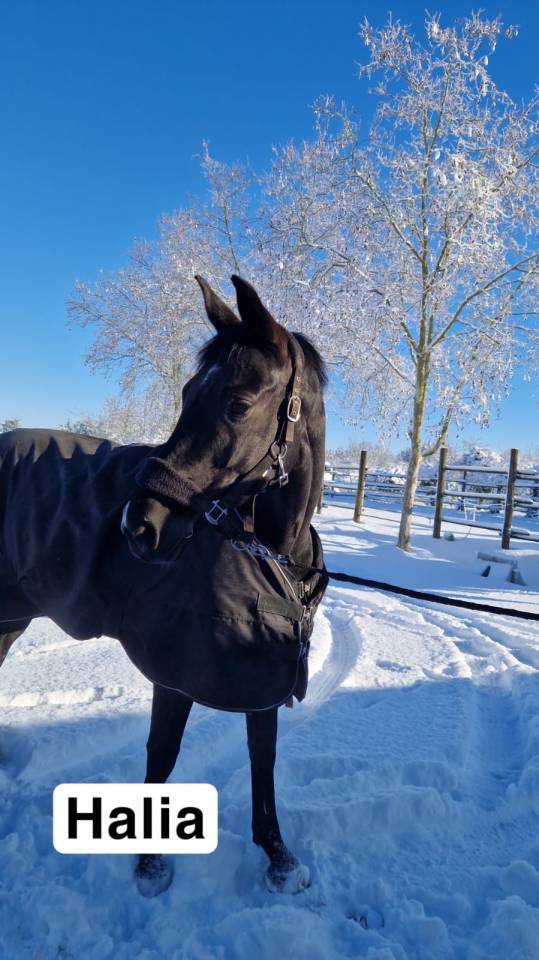 Superbe  jument noire 