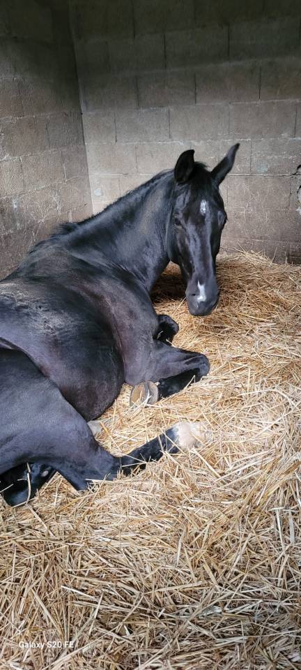 Superbe  jument noire 