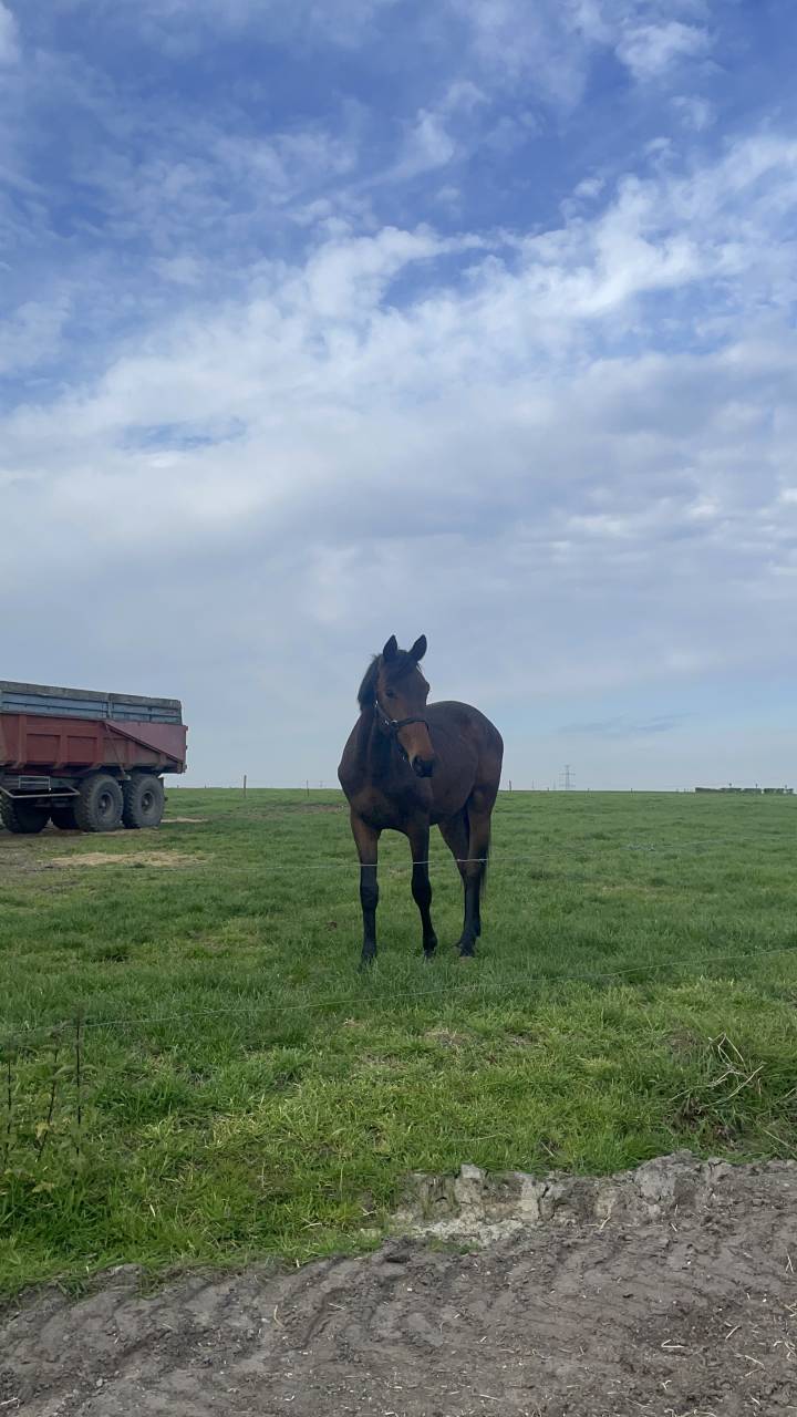 Poulain castr&eacute; 2 ans BWP