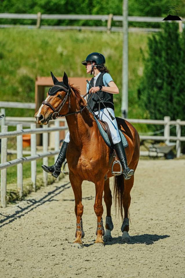 &Agrave; vendre Hongre SF 11 ans 