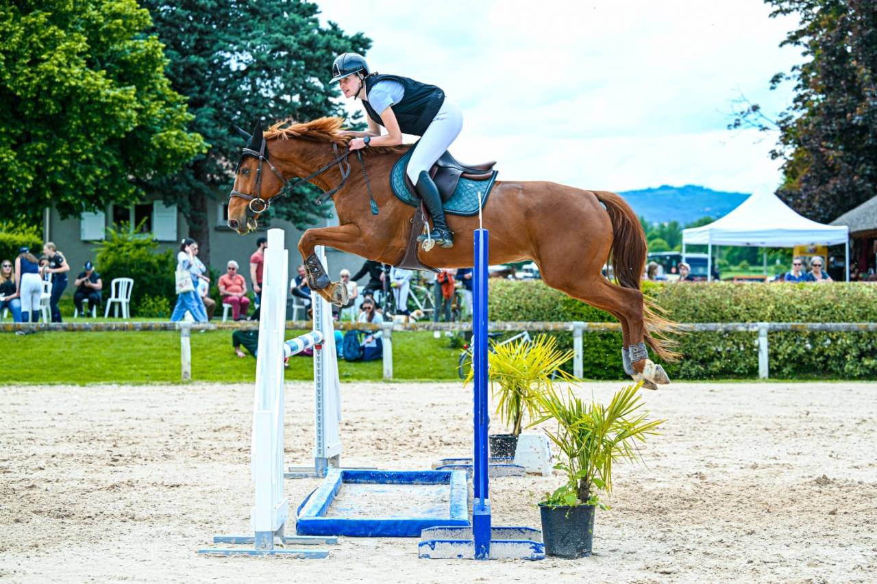 &Agrave; vendre Hongre SF 11 ans 