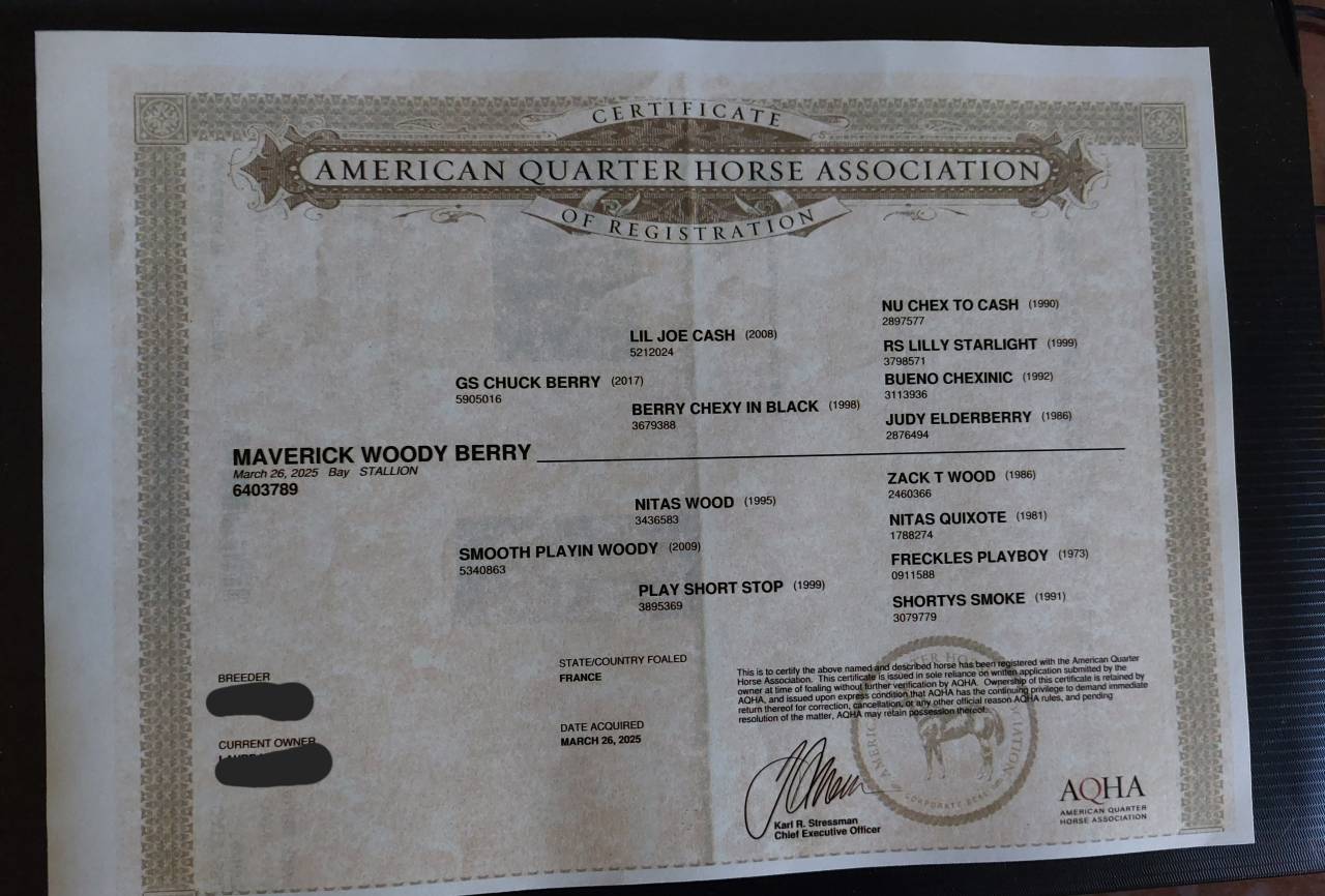 MAVERICK WOODY BERRY - Poulain Quarter horse 