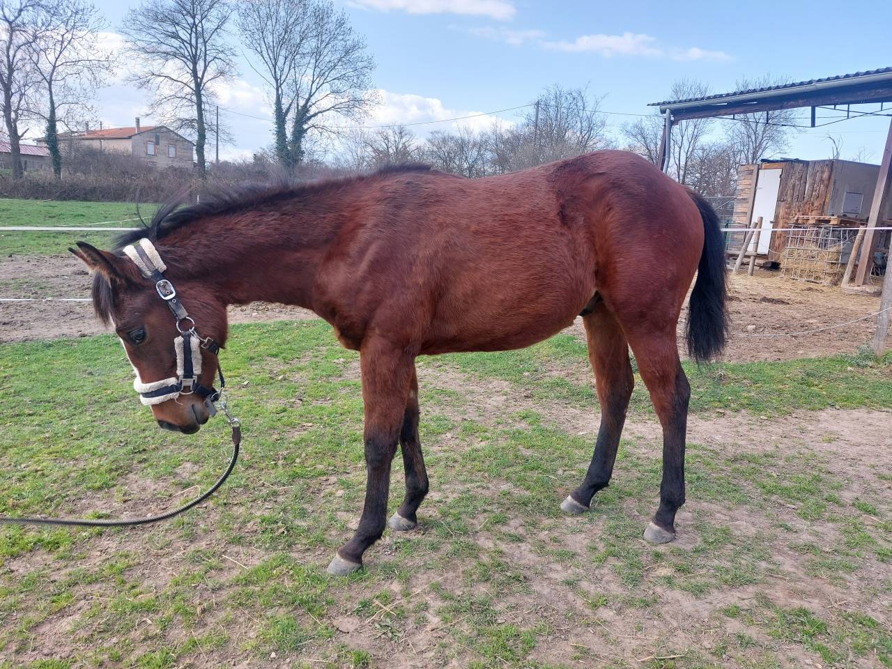MAVERICK WOODY BERRY - Poulain Quarter horse 