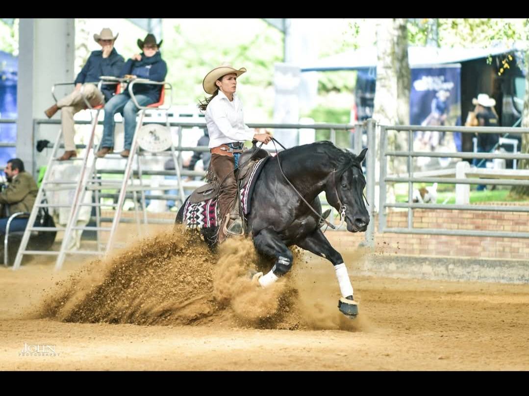 MAVERICK WOODY BERRY - Poulain Quarter horse 