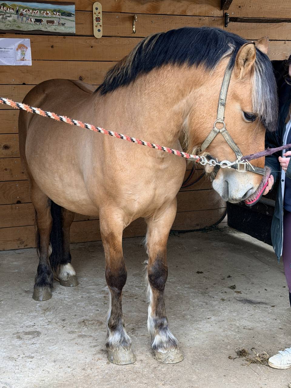 Poney D &agrave; vendre 