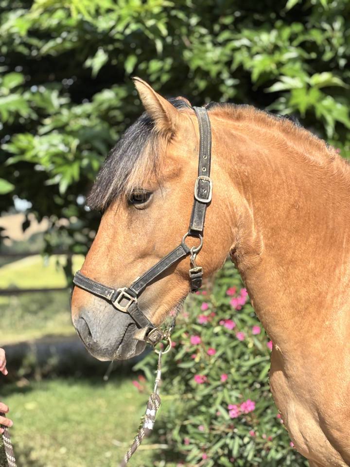 Poney D &agrave; vendre 