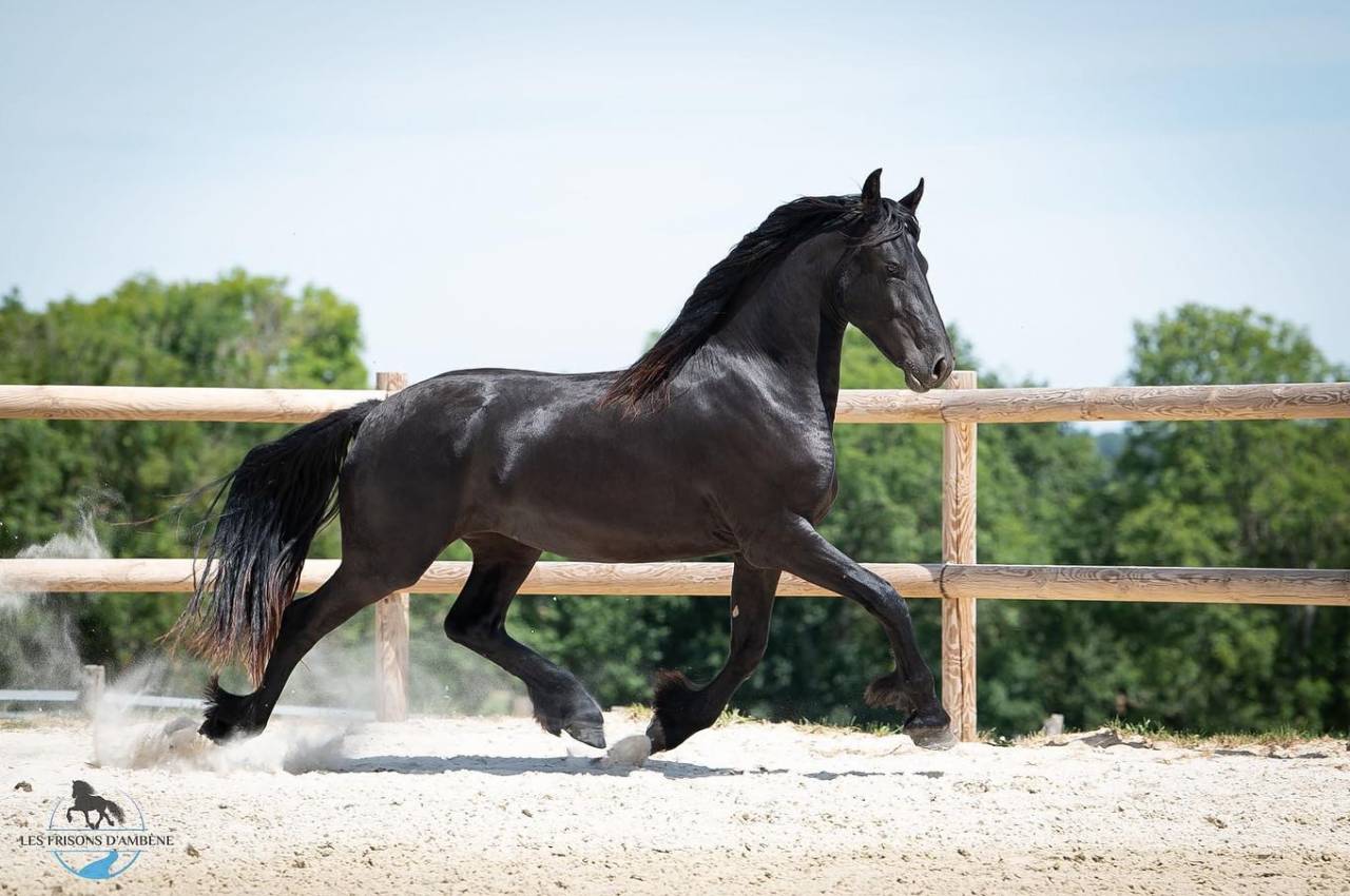 Magnifique jument Frison Ster Gestante 