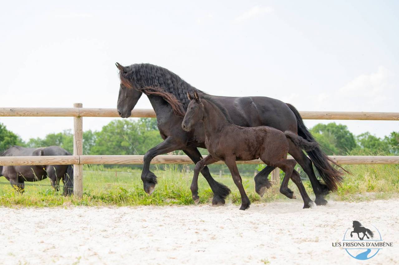 Magnifique jument Frison Ster Gestante 