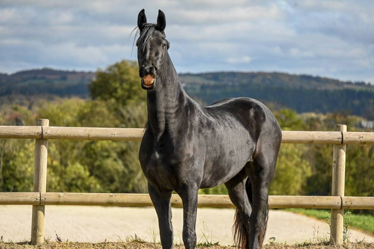 Magnifique jument Frison 1M70