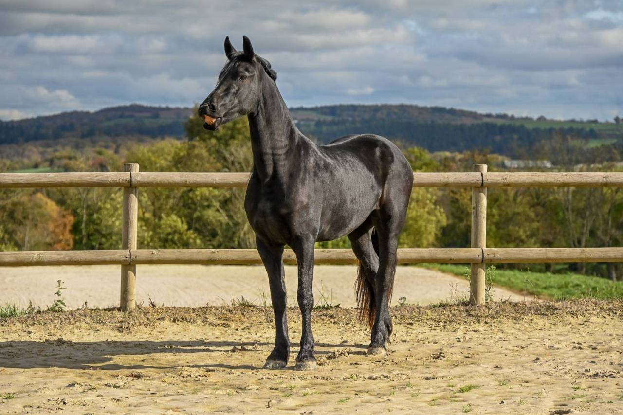 Magnifique jument Frison 1M70