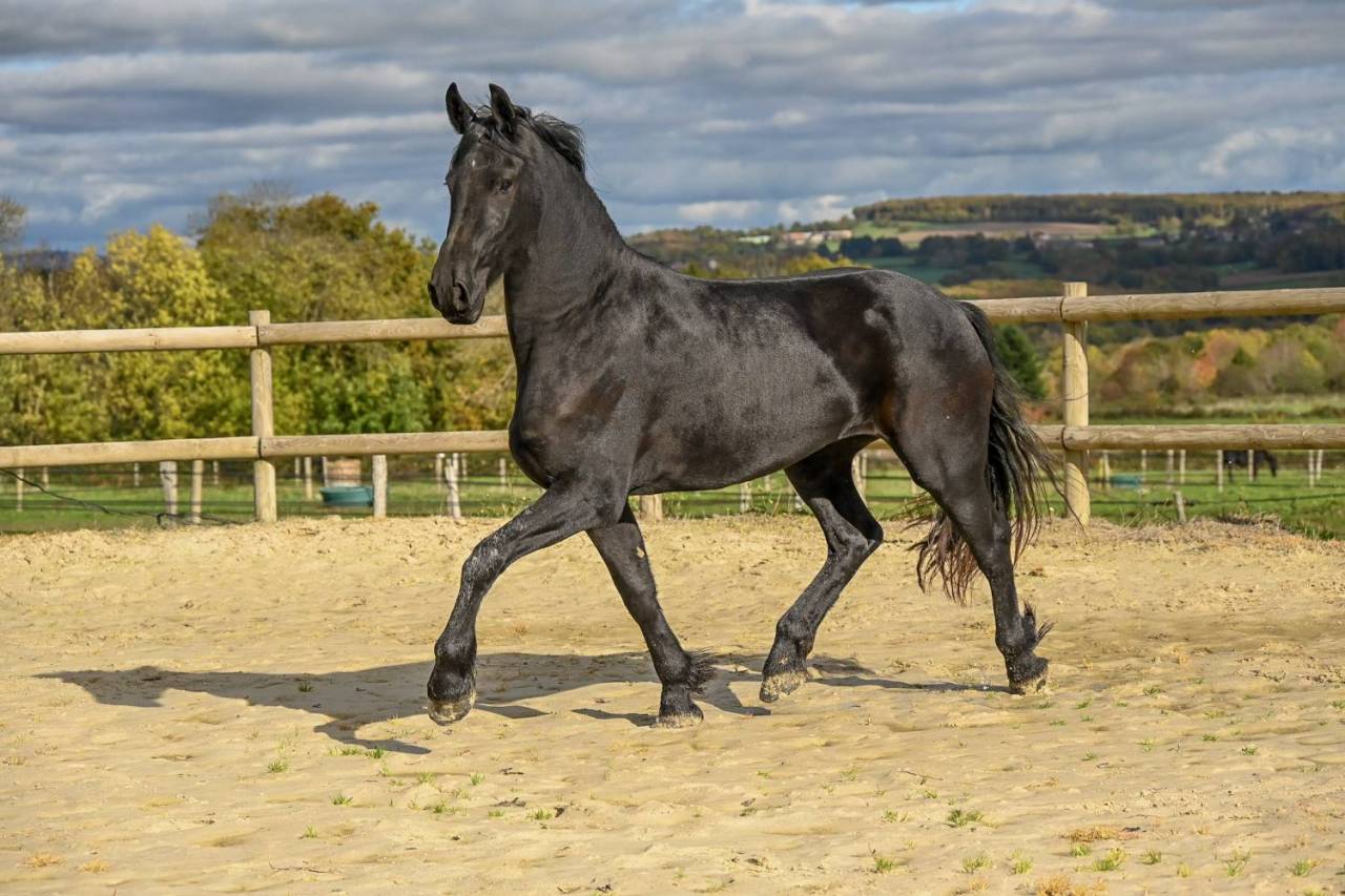 Magnifique jument Frison 1M70