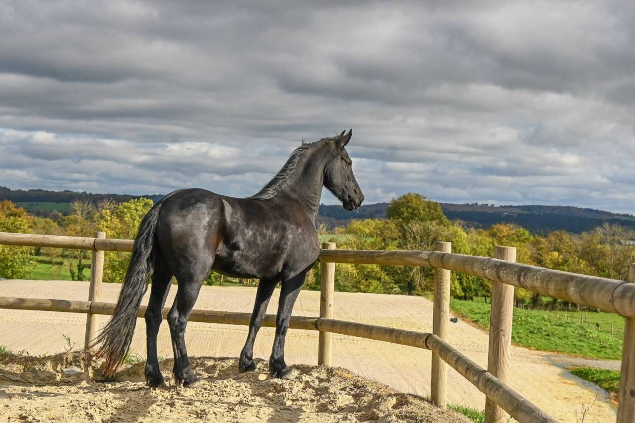 Magnifique jument Frison 1M70