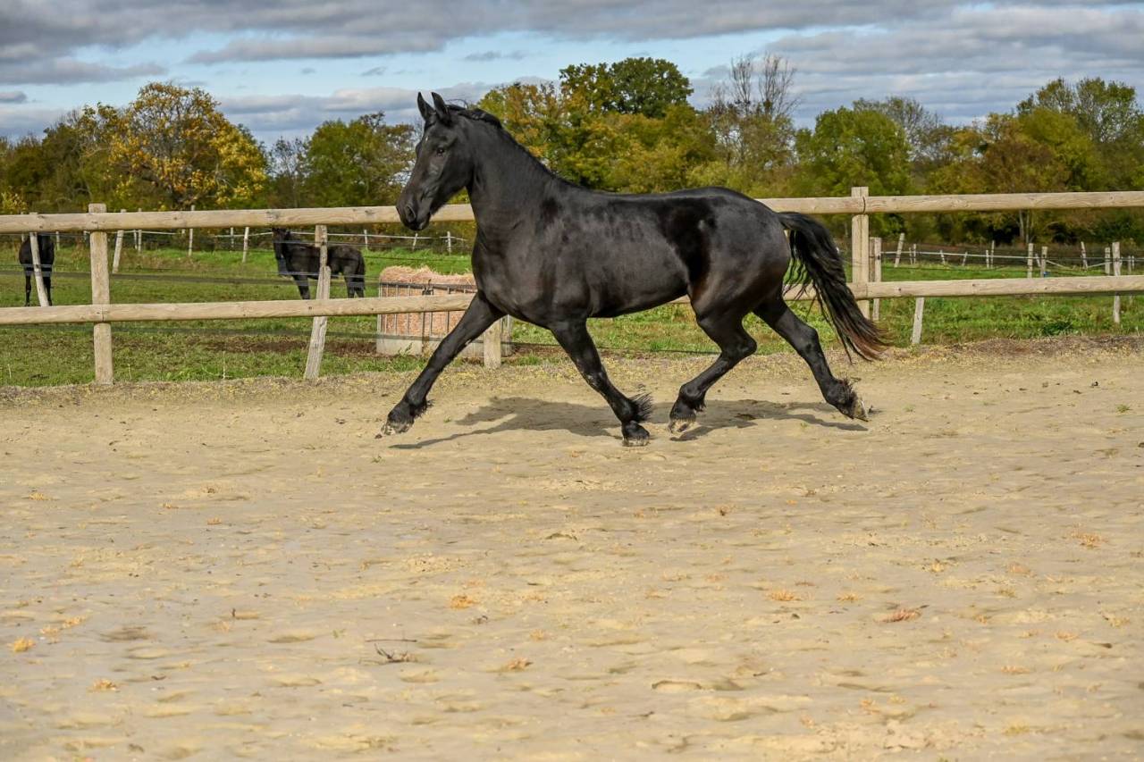 Magnifique jument Frison 1M70