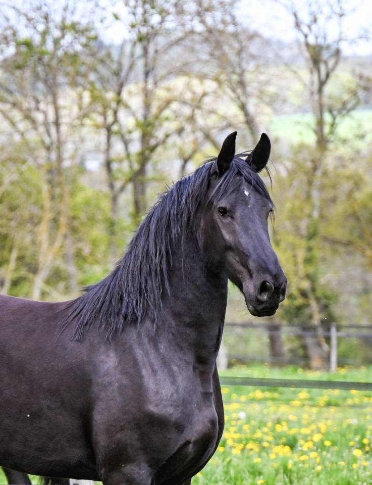 Magnifique jument Frison 1M70