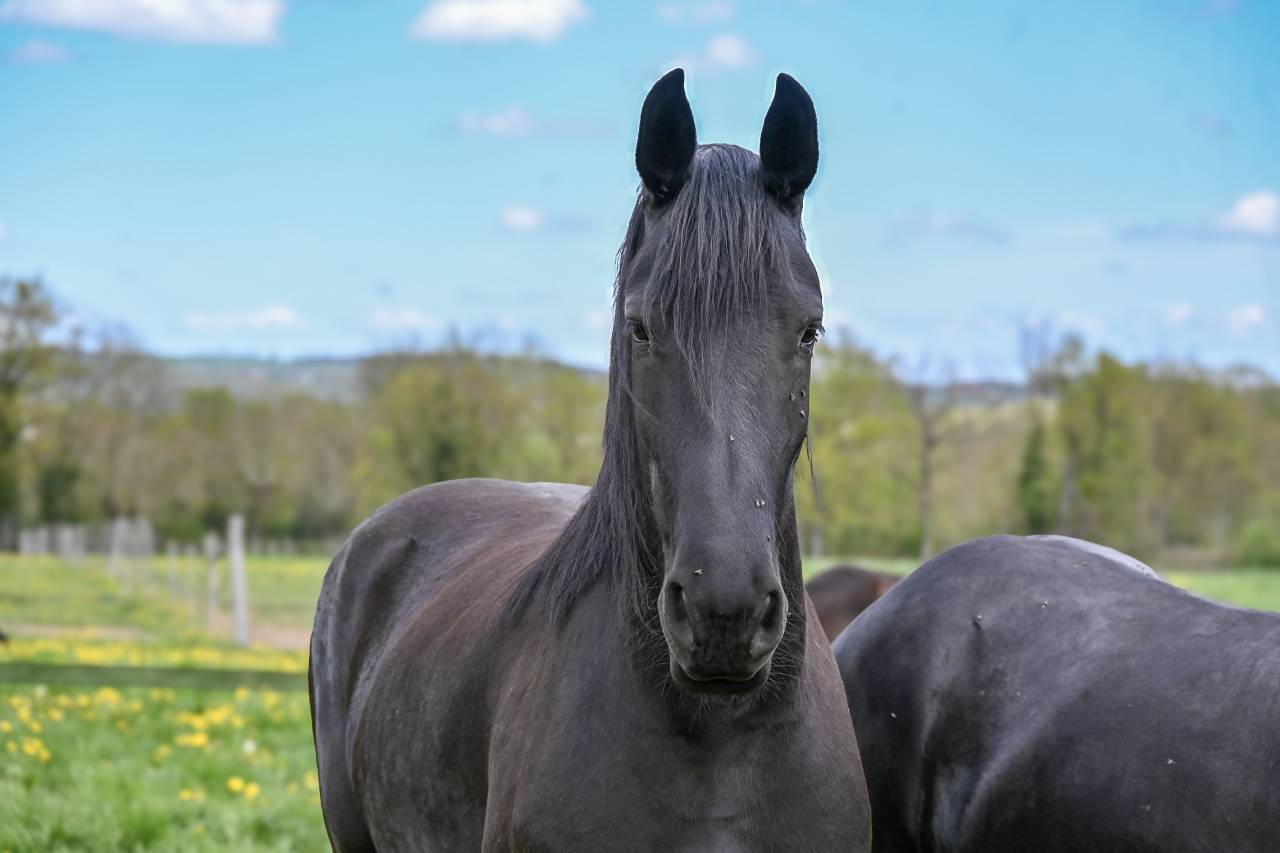 Magnifique jument Frison 1M70