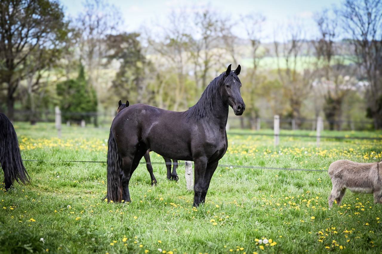 Magnifique jument Frison 1M70