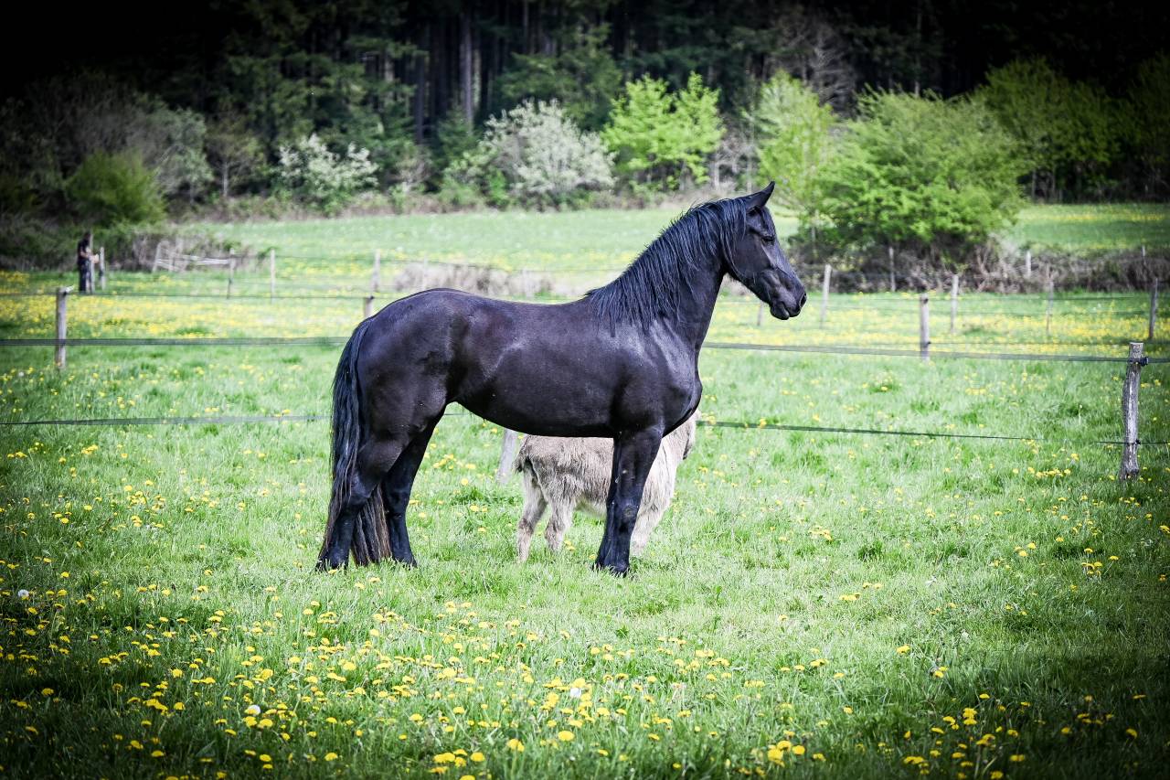 Magnifique jument Frison 1M70