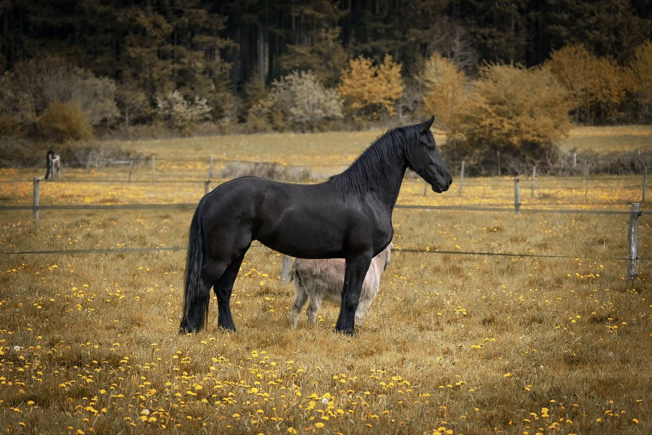 Magnifique jument Frison 1M70