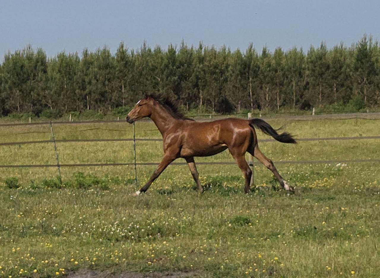 Dsa akhal teke