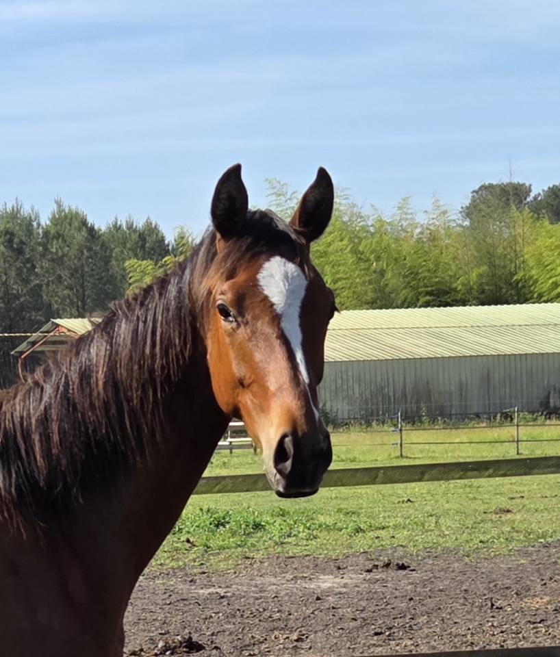 Dsa akhal teke