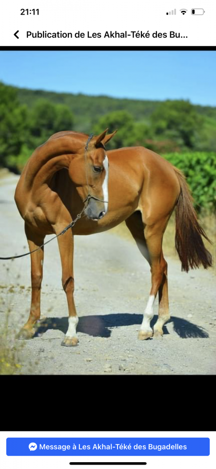 Poulini&egrave;re Akhal t&eacute;k&eacute;