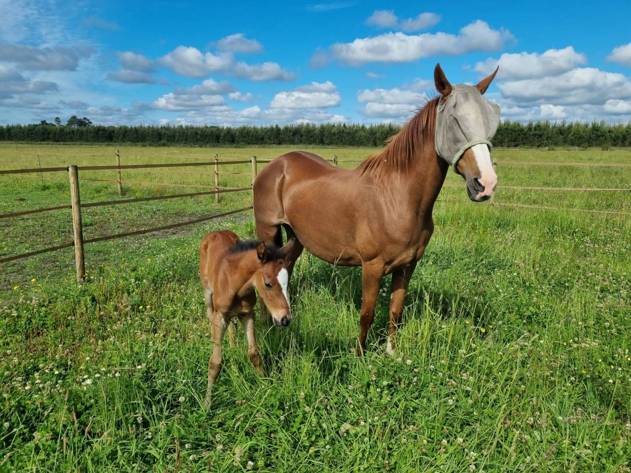 Poulini&egrave;re Akhal t&eacute;k&eacute;