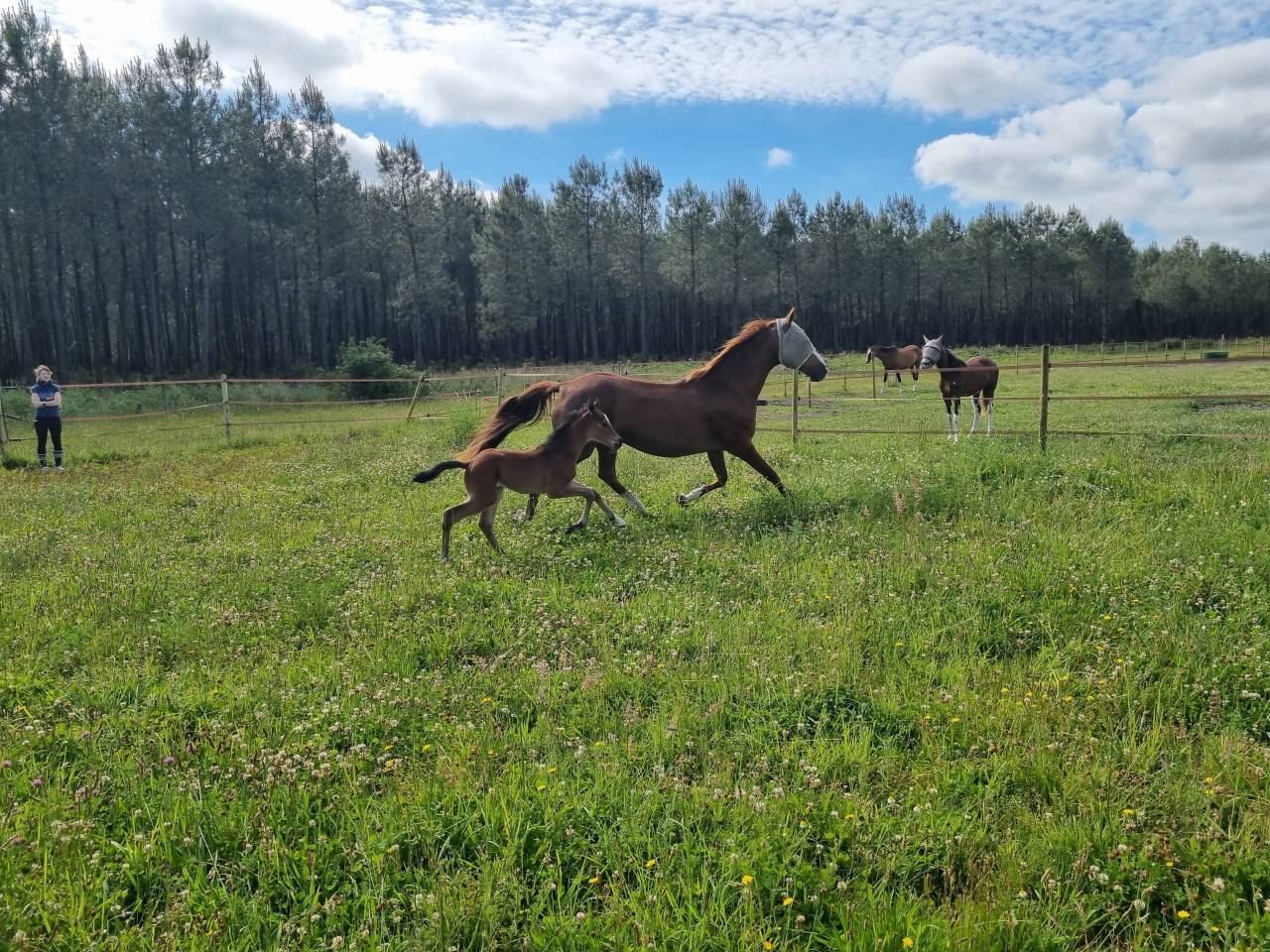 Poulini&egrave;re Akhal t&eacute;k&eacute;