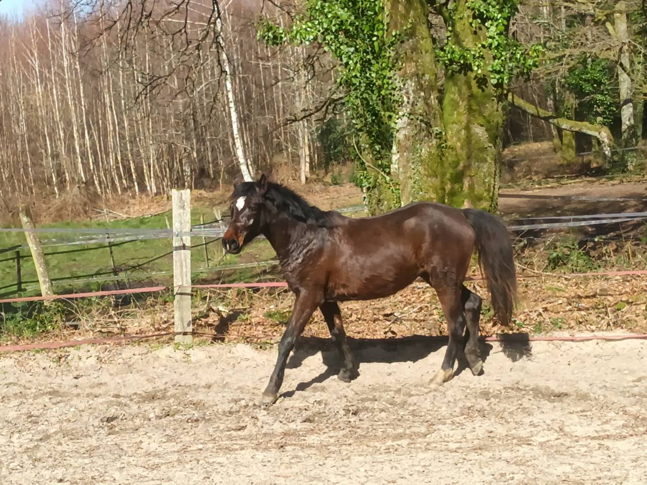 Ponette 2 ans PFS