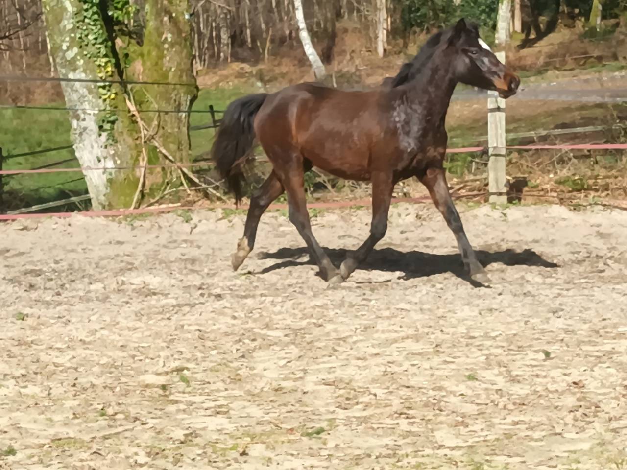 Ponette 2 ans PFS