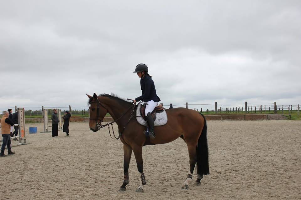 Hongre de 5ans &agrave; vendre 