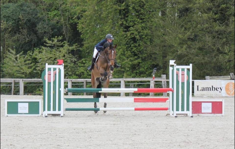 Hongre de 5ans &agrave; vendre 