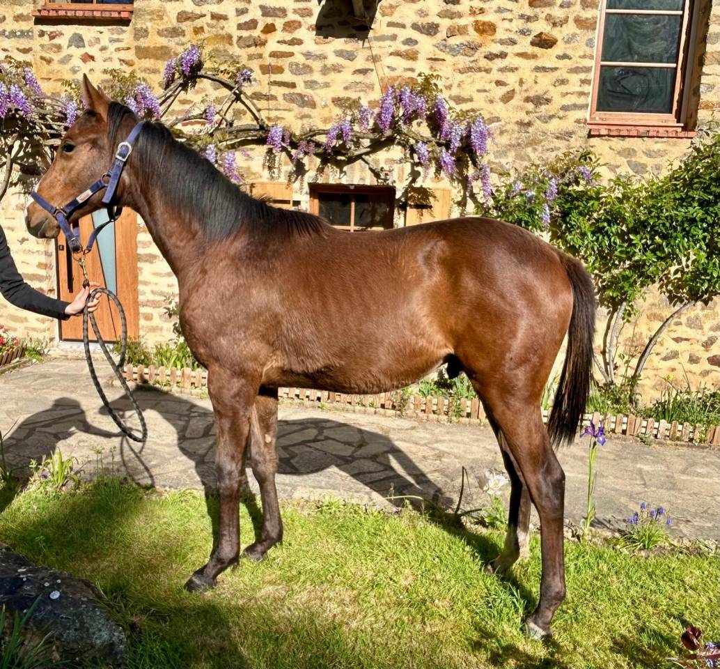 Yearling Anglo-Arabe 