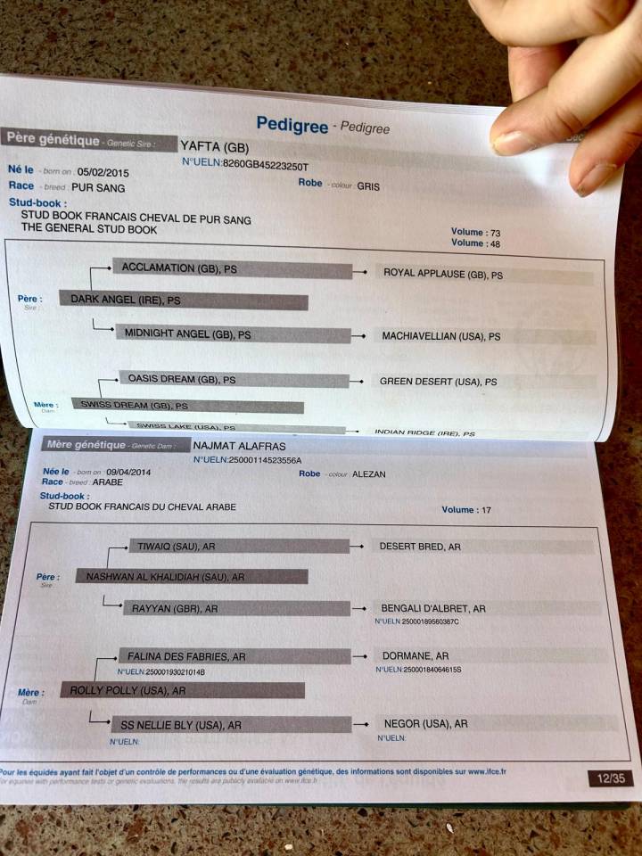 Yearling Anglo-Arabe 