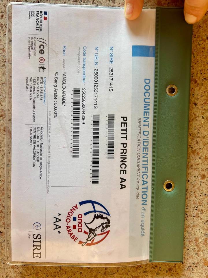 Yearling Anglo-Arabe 