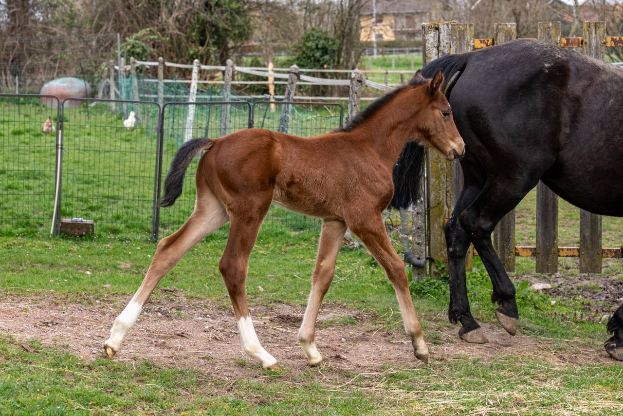 Foal m&acirc;le par Balou du Reventon