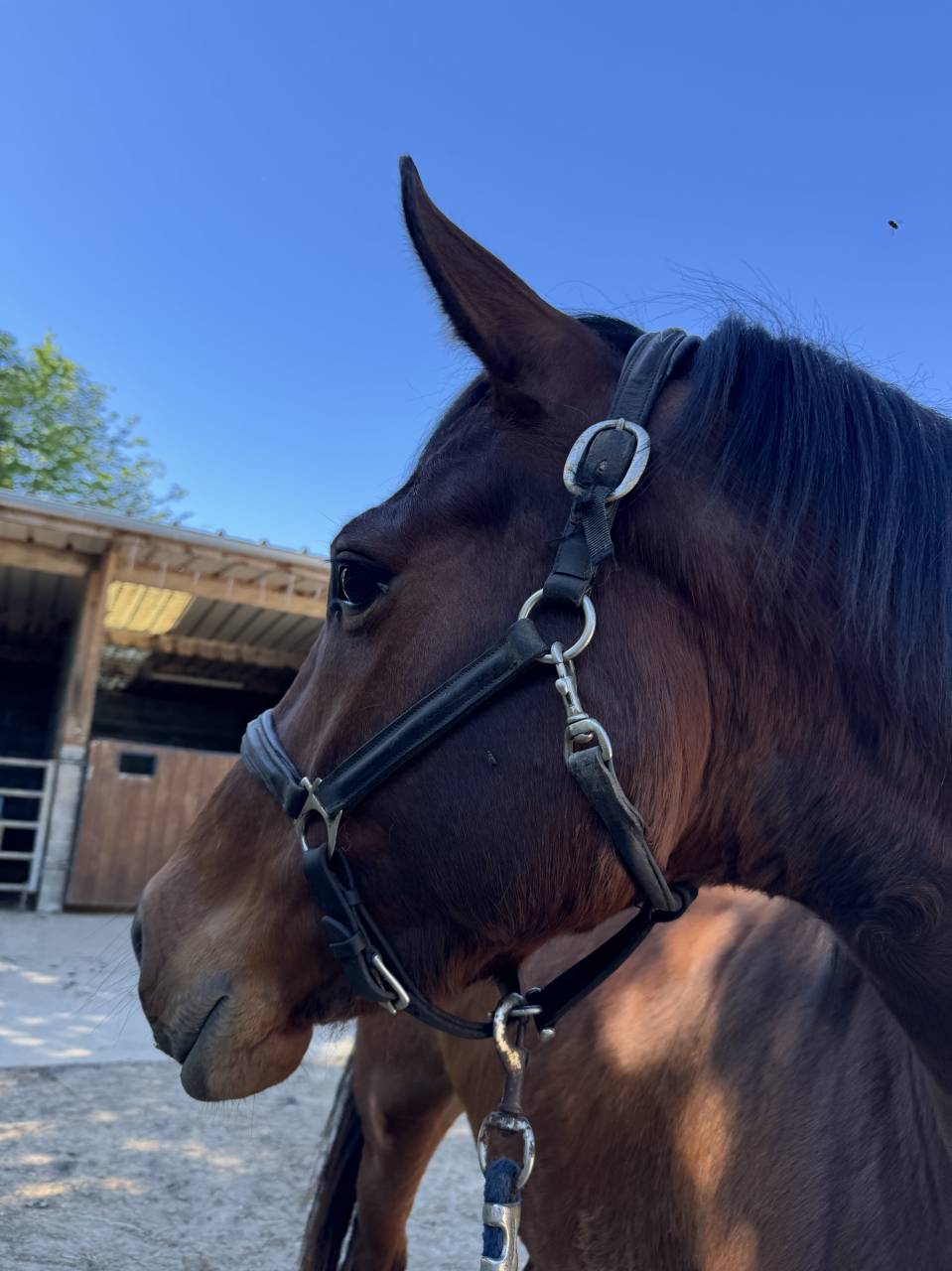 JUMENT 4 ANS ZANGERSHEIDE