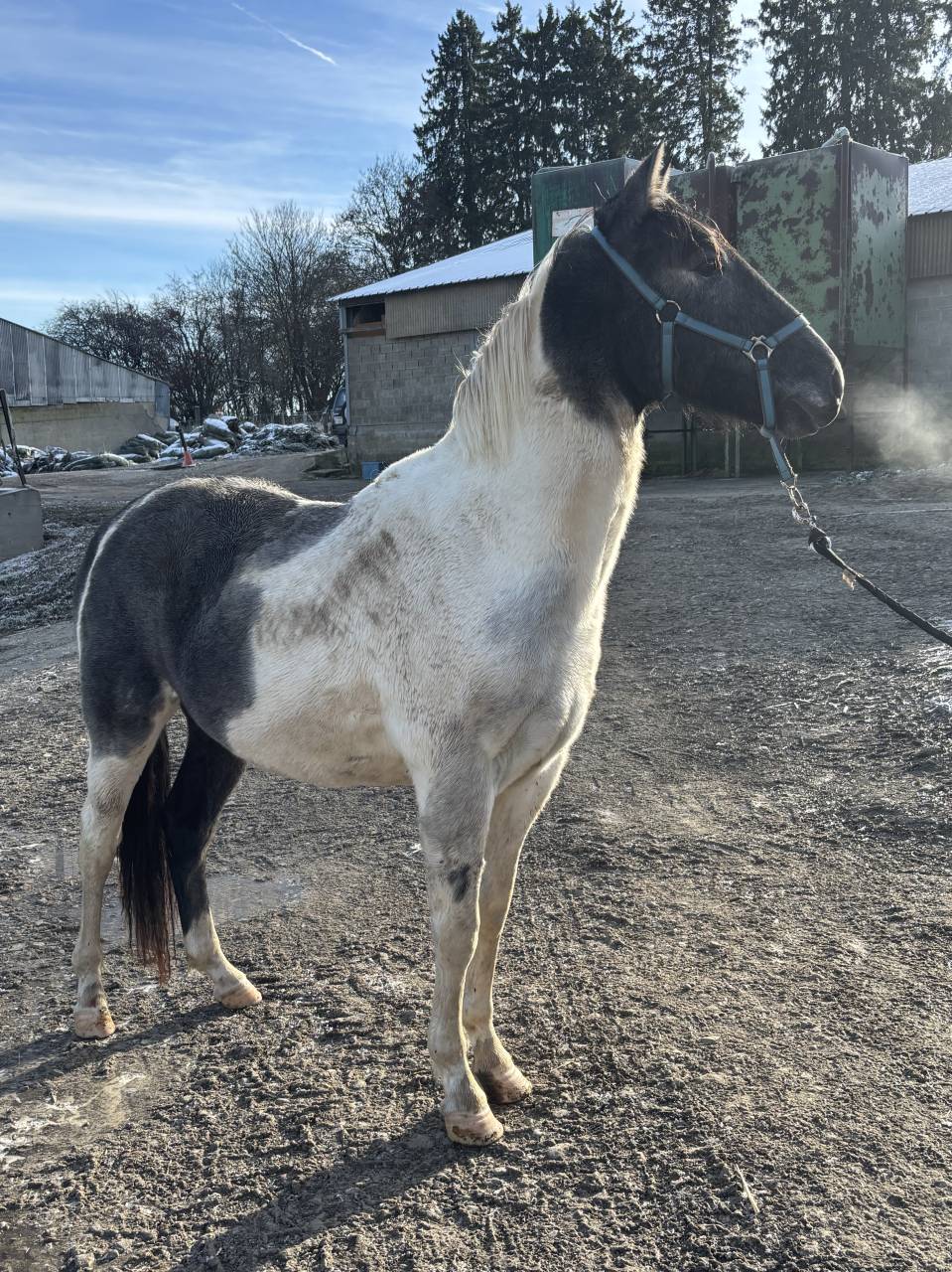 Jeune hongre ONC de 3 ans