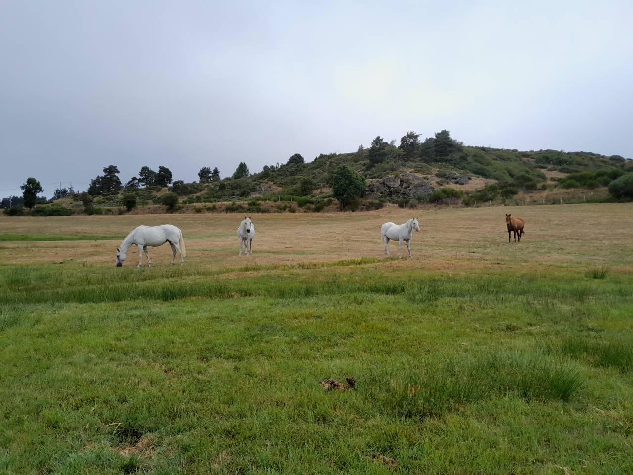 La Retraite de votre cheval en Loz&egrave;re.